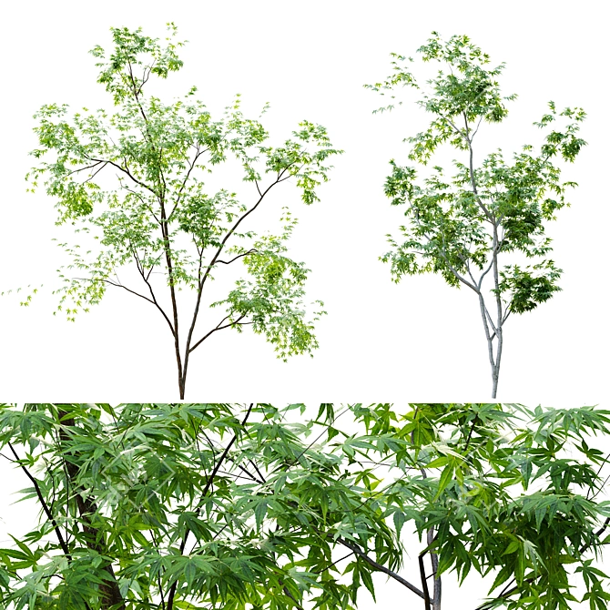 Lush Twin Saplings - 3D Tree Models 3D model image 5