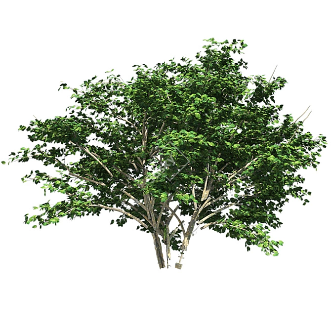 Kousa Dogwood: Perfect Condition, High-Quality 3D model image 4