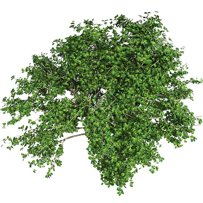 Kousa Dogwood: Perfect Condition, High-Quality 3D model image 1