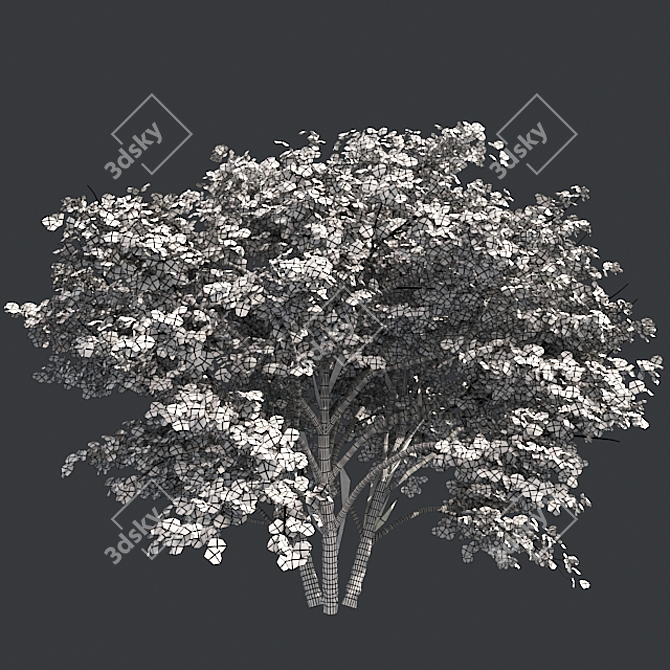 Kousa Dogwood: Perfect Condition, High-Quality 3D model image 2