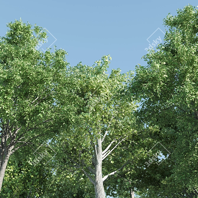 Vray Tree Set - 4 Scenic Trees 3D model image 2