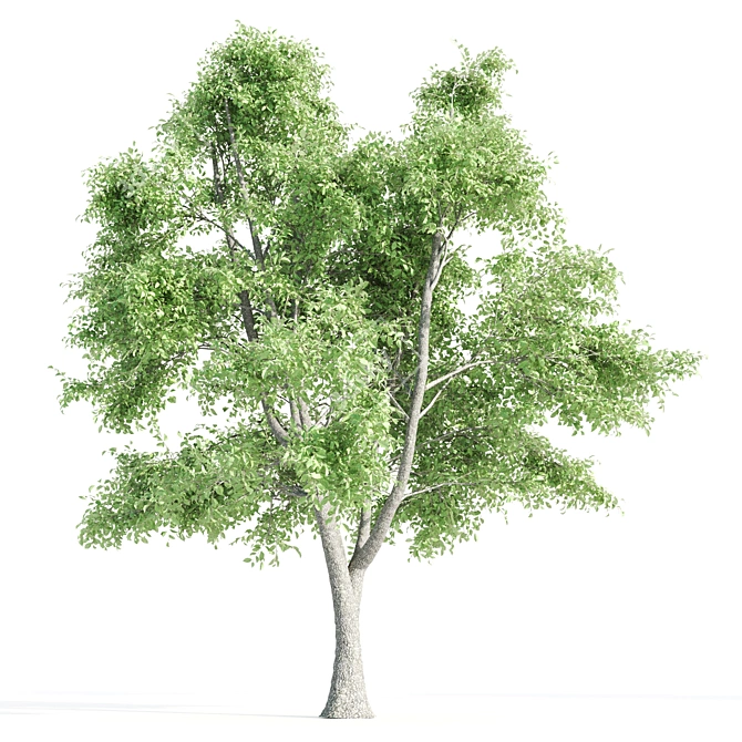 Vray Tree Set - 4 Scenic Trees 3D model image 5