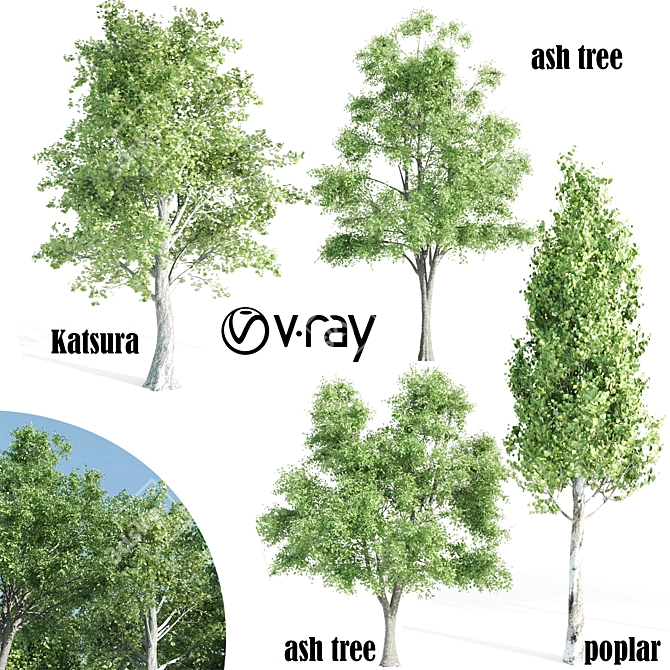 Vray Tree Set - 4 Scenic Trees 3D model image 6