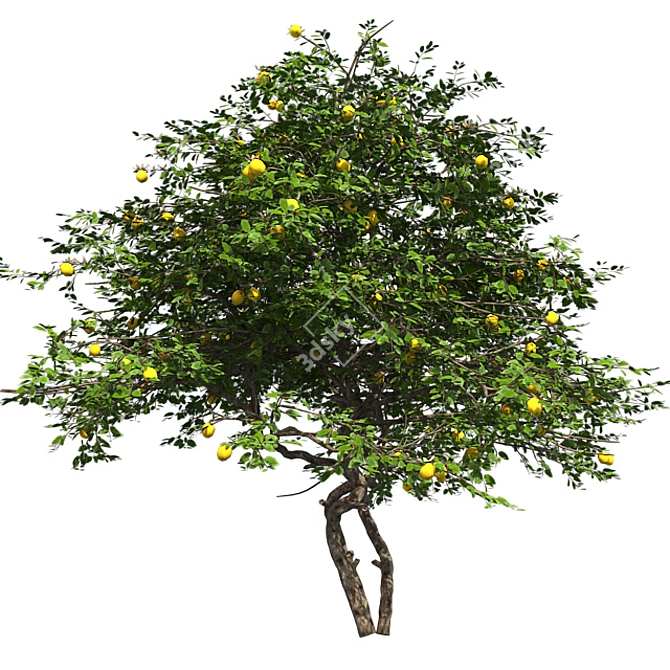 Fruitful Lemon Tree 3D model image 2