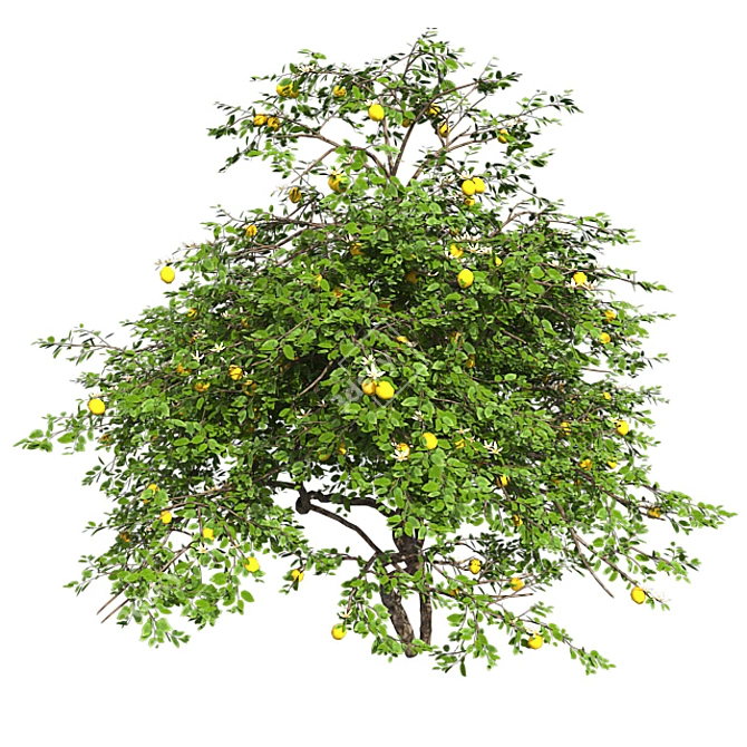 Fruitful Lemon Tree 3D model image 3