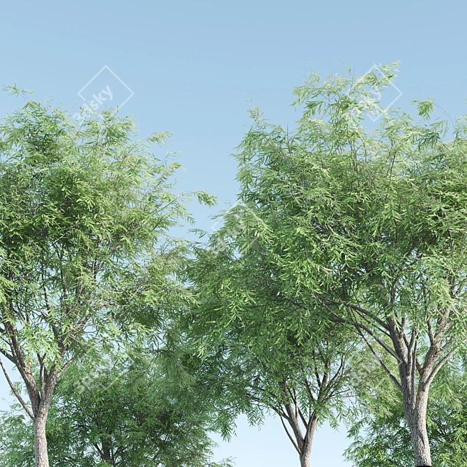 3 Velvet Mesquite Trees: Vibrant & Hardy 3D model image 2