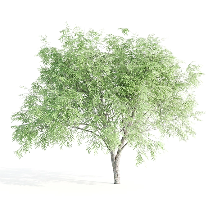 3 Velvet Mesquite Trees: Vibrant & Hardy 3D model image 3