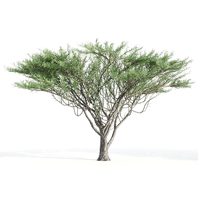 2 Acacia tortilis Trees - Natural Beauty for Your Garden 3D model image 2