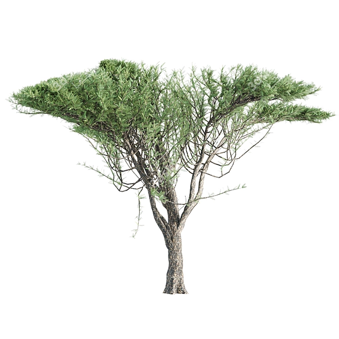 2 Acacia tortilis Trees - Natural Beauty for Your Garden 3D model image 3