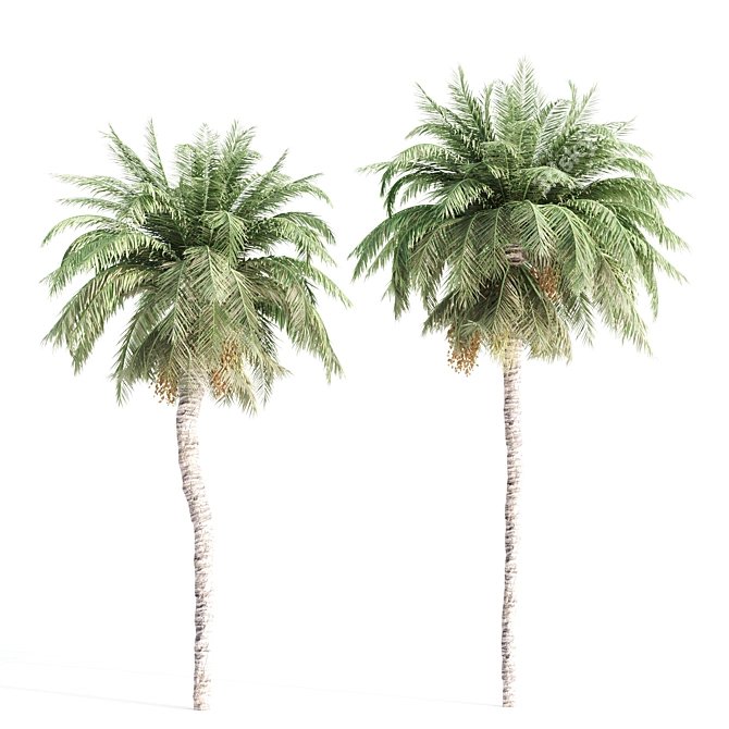 5 Palms VRay - Tropical Paradise in Your Render 3D model image 3