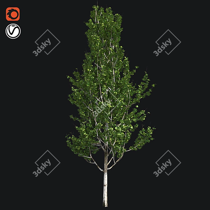 Optimized Lombardy Poplar Tree 3D model image 1