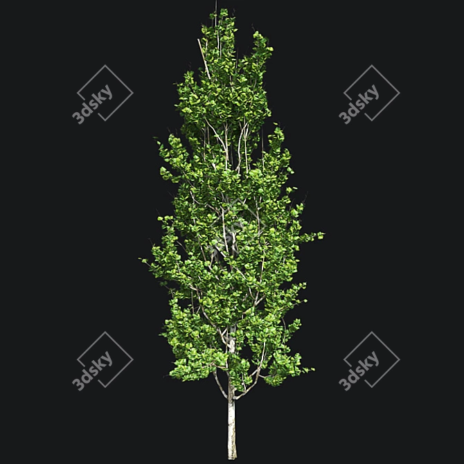 Optimized Lombardy Poplar Tree 3D model image 2
