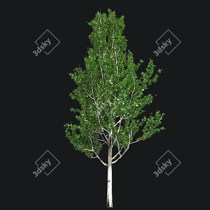Optimized Lombardy Poplar Tree 3D model image 3