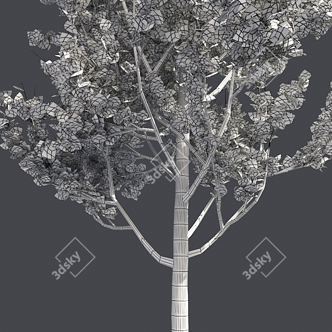 Optimized Lombardy Poplar Tree 3D model image 5