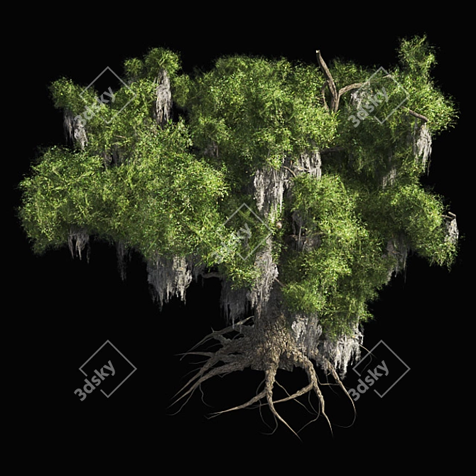 Optimized Live Oak Tree 3D model image 3