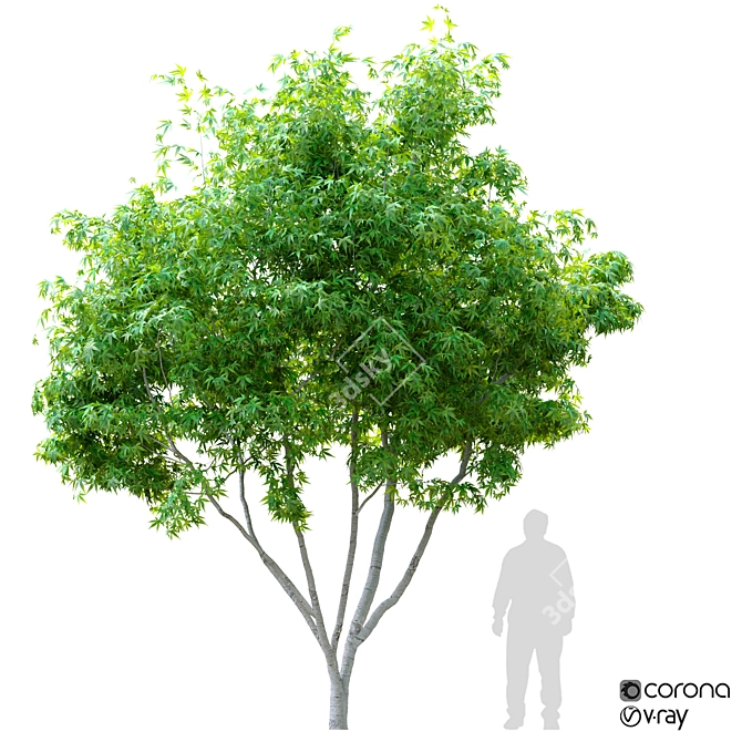  Tall Maple Tree: 3.5m Height 3D model image 1