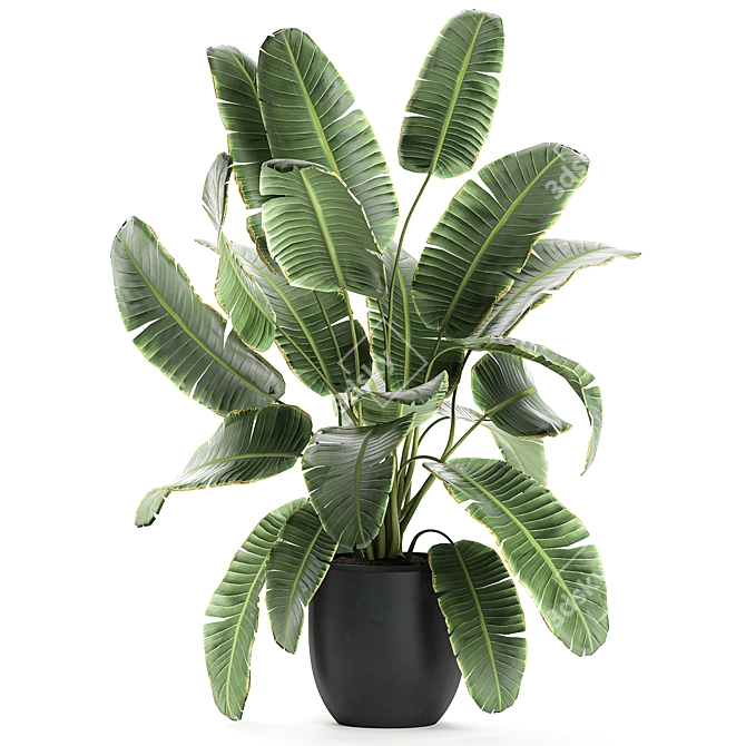 Exotic Indoor Plant Collection 3D model image 4