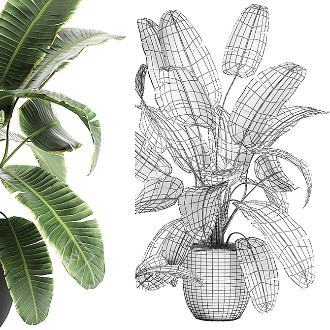 Exotic Indoor Plant Collection 3D model image 5