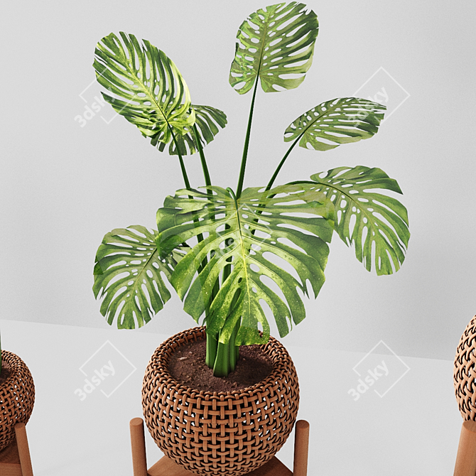 Tropical Plant Trio: Peperomia, Sansevieria & Curcuma 3D model image 1