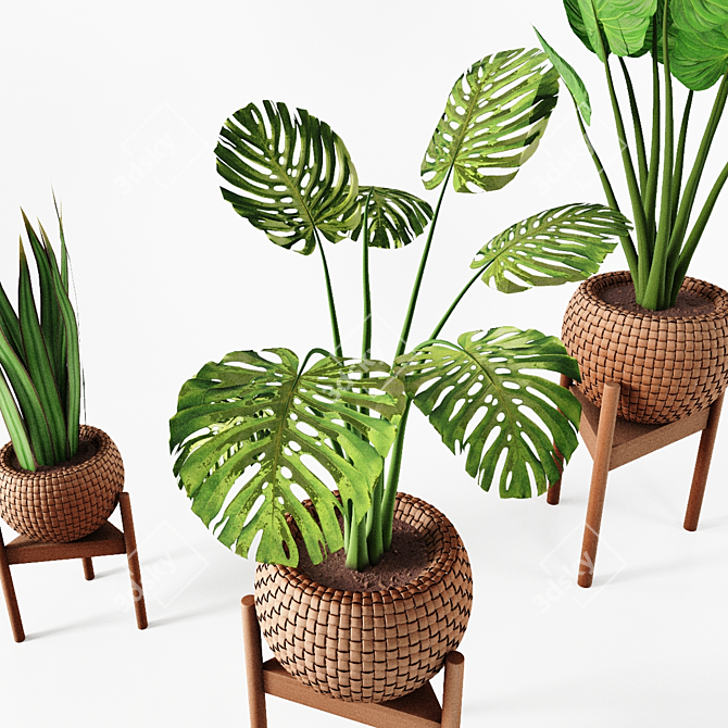 Tropical Plant Trio: Peperomia, Sansevieria & Curcuma 3D model image 3