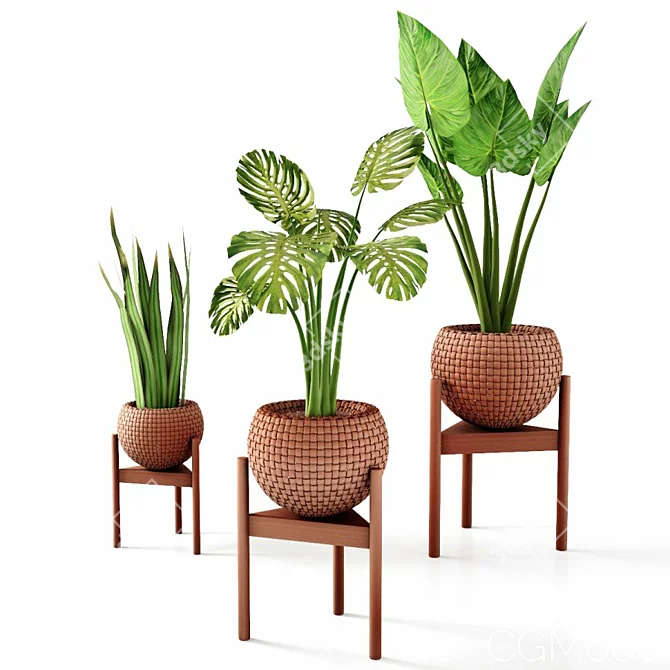 Tropical Plant Trio: Peperomia, Sansevieria & Curcuma 3D model image 5