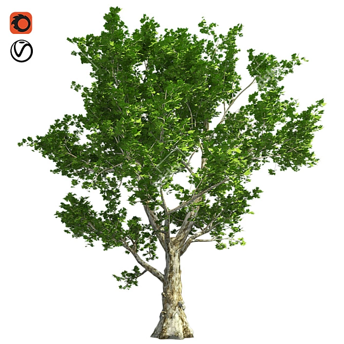 London Plane Tree 3D Model 3D model image 1