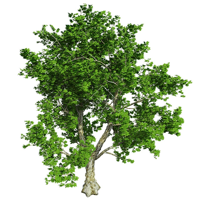 London Plane Tree 3D Model 3D model image 4