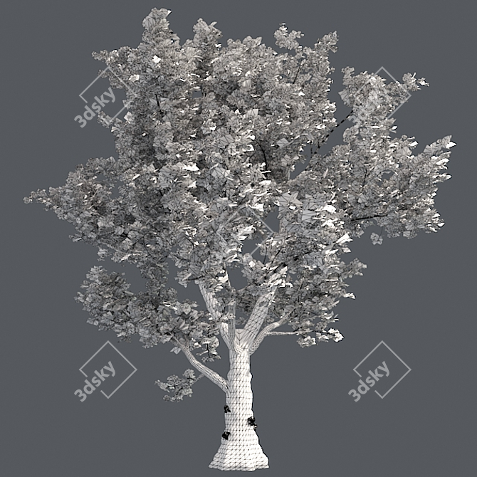 London Plane Tree 3D Model 3D model image 5