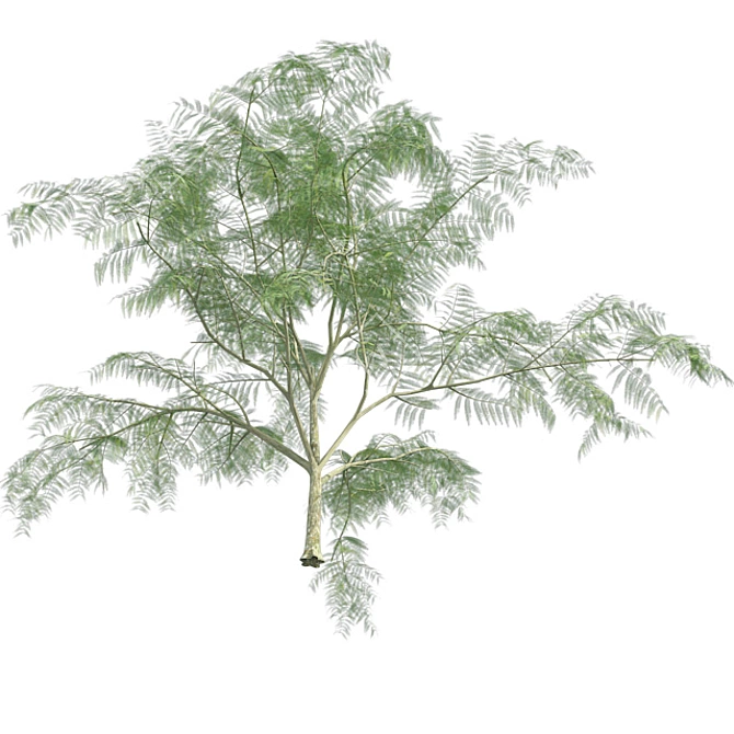 Optimized Quad Mimosa Tree 3D model image 2