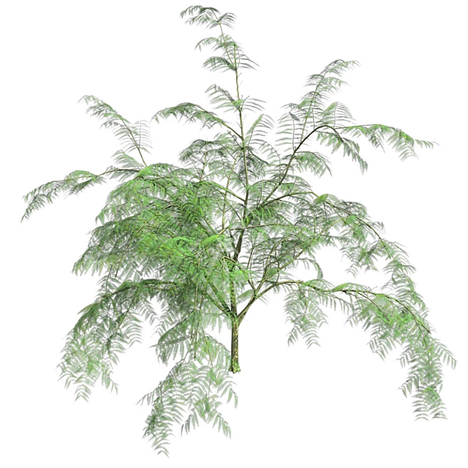 Optimized Quad Mimosa Tree 3D model image 3