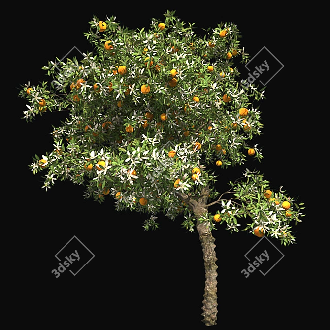  Blooming Orange Tree 3D model image 2