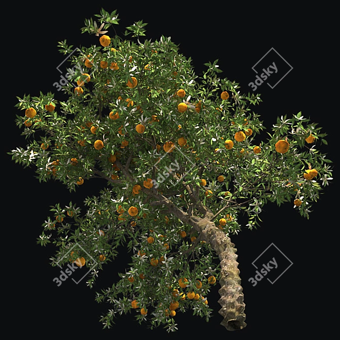  Blooming Orange Tree 3D model image 4