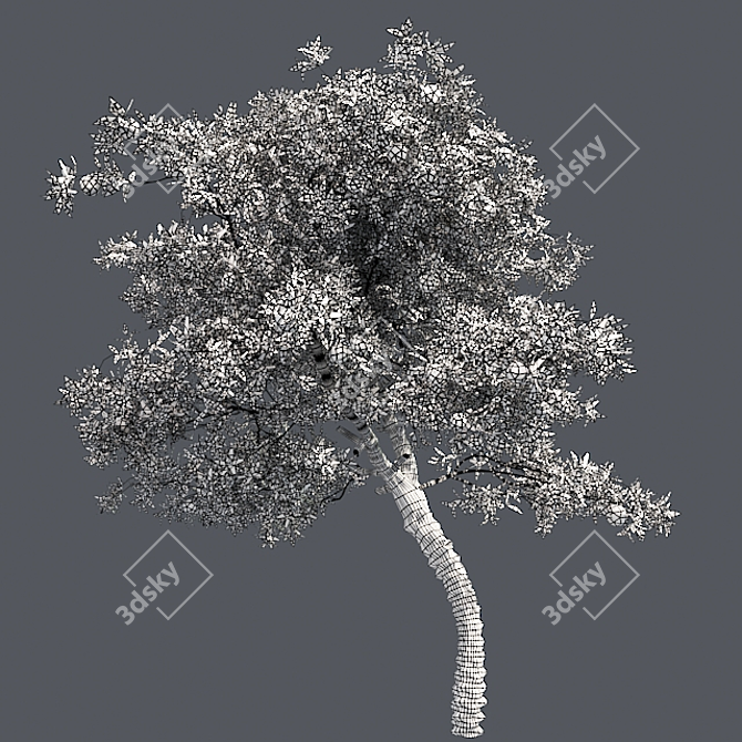  Blooming Orange Tree 3D model image 5