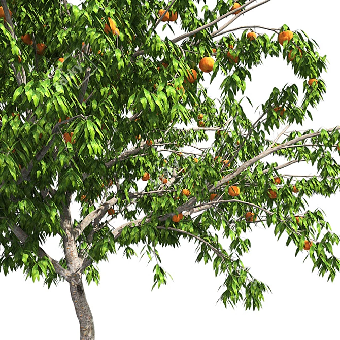  Luscious Peach Tree: Realistic and Fully Textured 3D model image 4