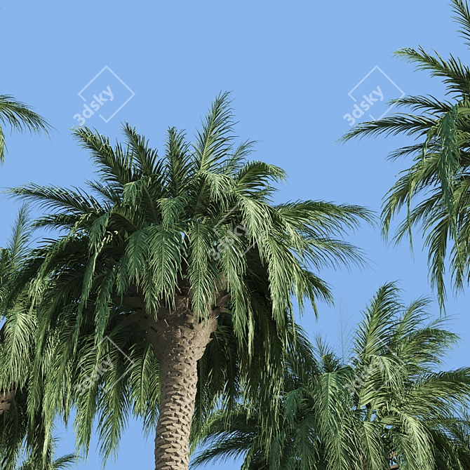  Lush Tropical Palms: Exotic Beauty 3D model image 5