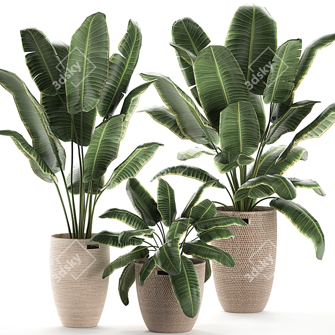 Exotic Plant Basket Collection 3D model image 1