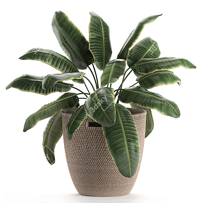 Exotic Plant Basket Collection 3D model image 3