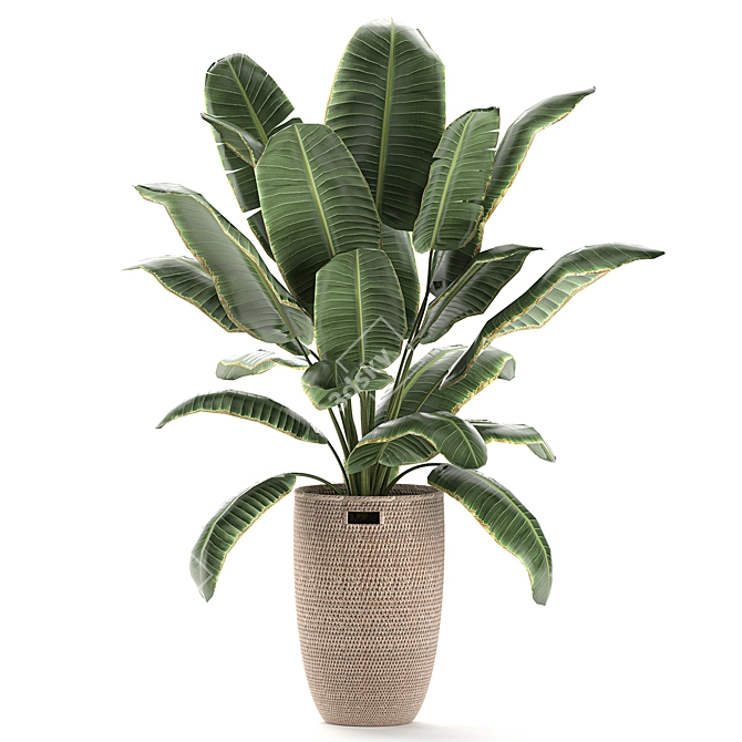 Exotic Plant Basket Collection 3D model image 4