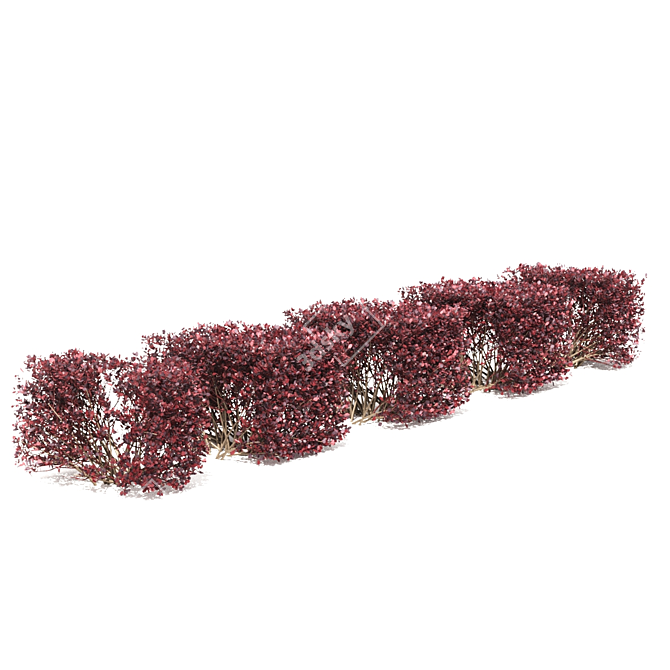 Thunberg Barberry Hedge: Bendable & Versatile 3D model image 4