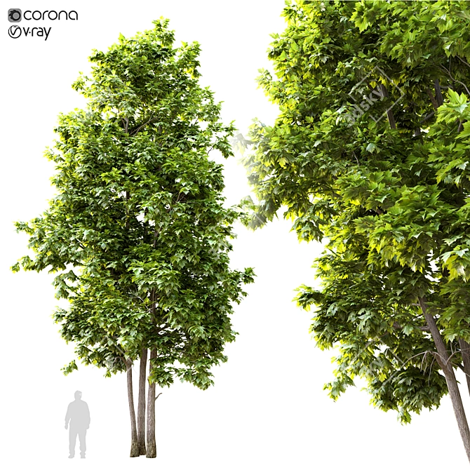  Majestic 12m Tall Maple Tree 3D model image 1