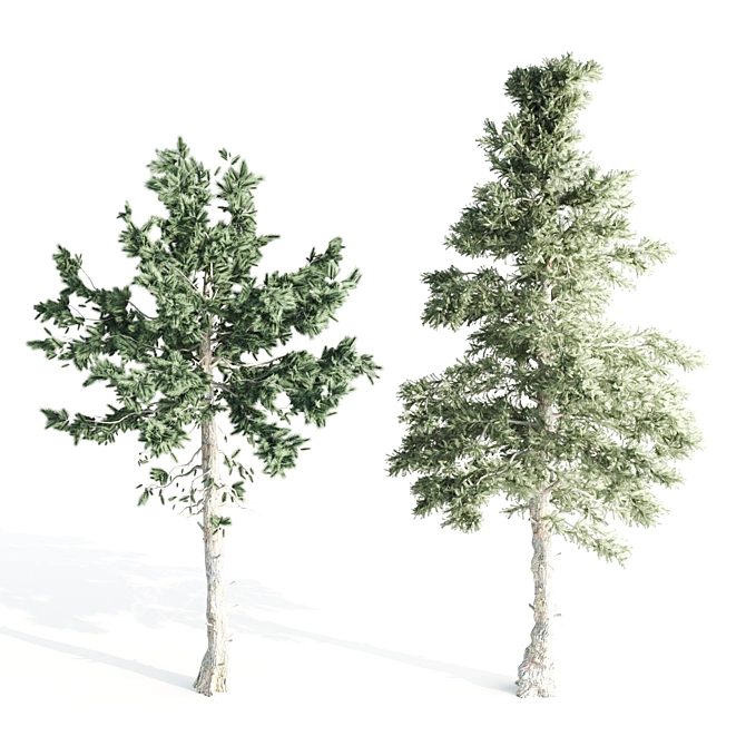 Evergreen Pine Tree - 5 Needle Leaves 3D model image 3