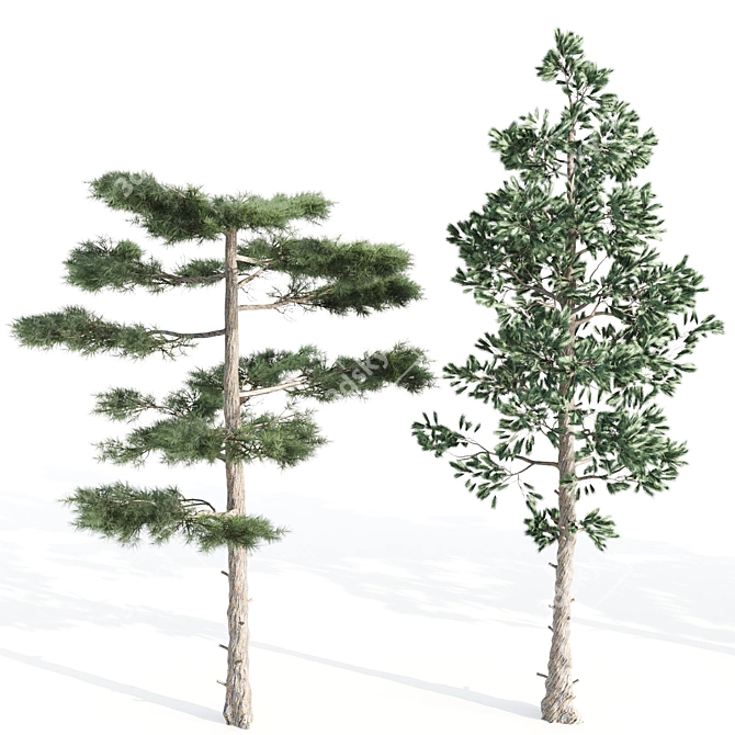 Evergreen Pine Tree - 5 Needle Leaves 3D model image 4