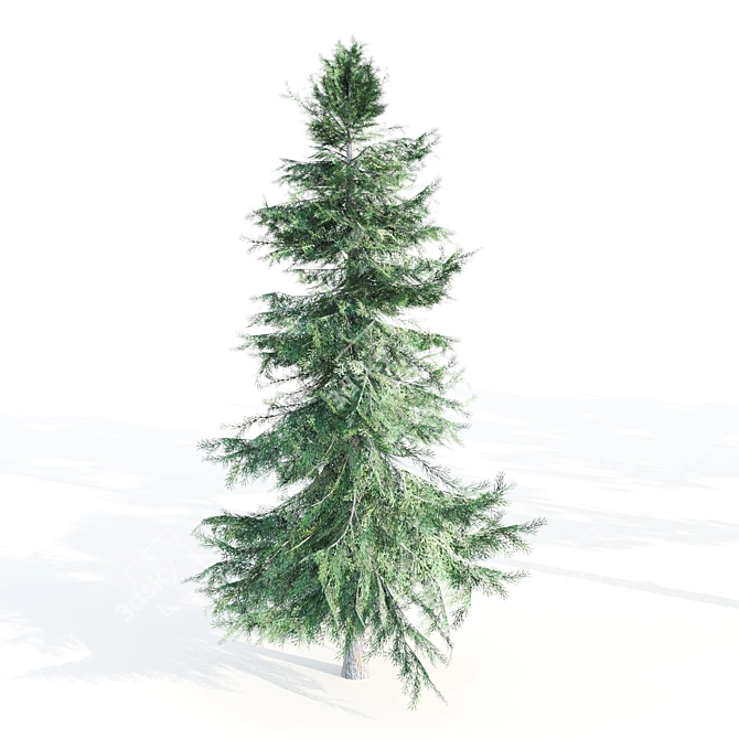 Evergreen Pine Tree - 5 Needle Leaves 3D model image 5