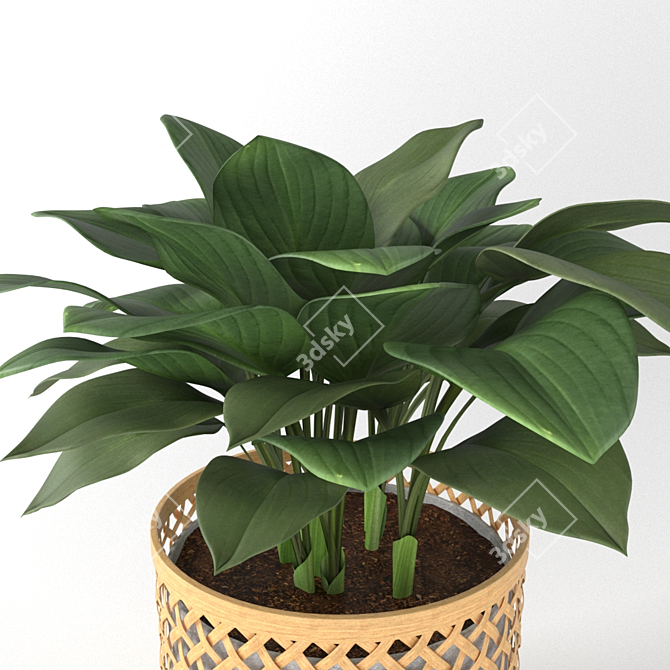 Elegance in a Vase: Hosta Plant 3D model image 2
