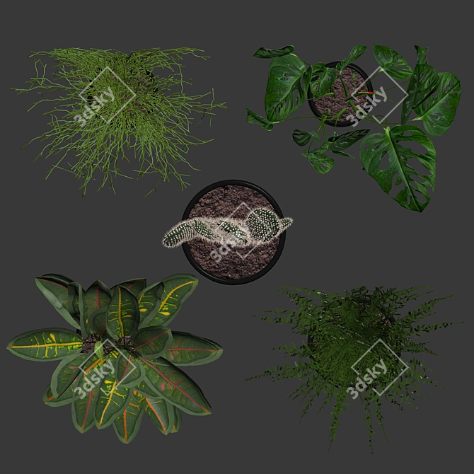 Vertical Plants Collection: Opuntia, Rhipsalis, Monstera, Croton & Fern 3D model image 3
