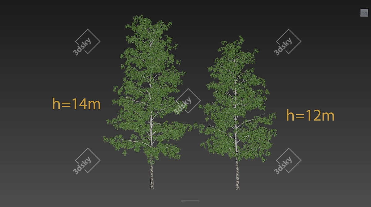 Realistic Birch Trees: Detailed 3D Models 3D model image 7