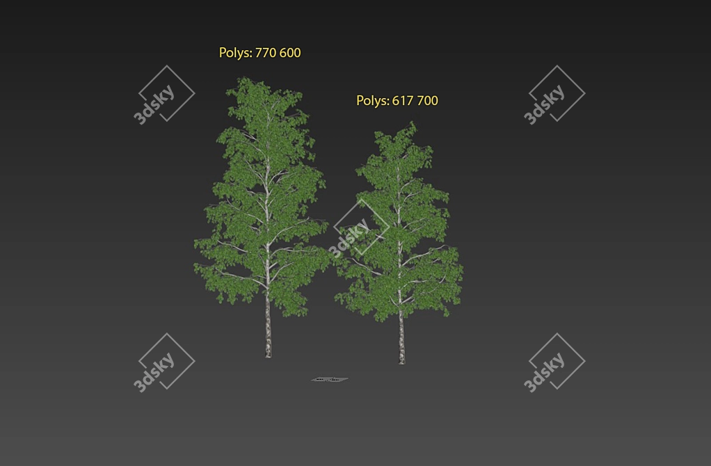 Realistic Birch Trees: Detailed 3D Models 3D model image 8