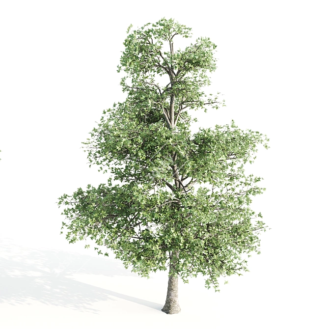 3 Alnus Trees 3D model image 5