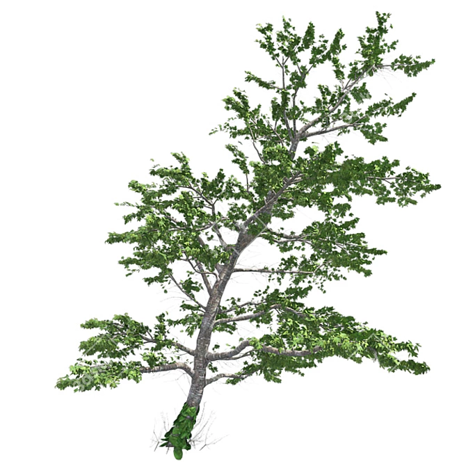 Plitvice Natural Maple Tree 3D model image 1