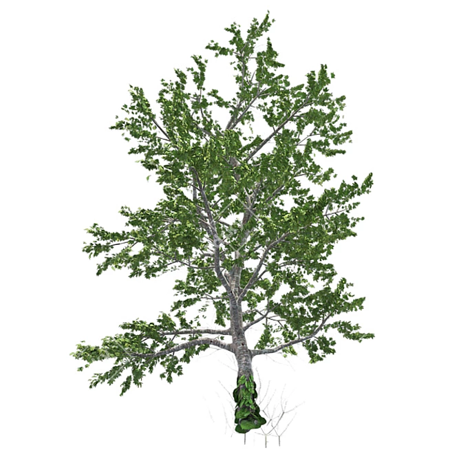 Plitvice Natural Maple Tree 3D model image 2